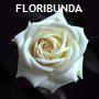 FLORIBUNDA