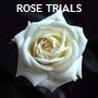 ROSE TRIALS