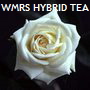 WMRS HYBRID TEA